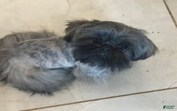 Shih Tzu dogs for sale: June Bug Brown - Image 14