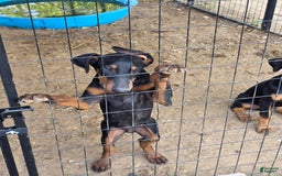Doberman Pinscher dogs for sale: Doberman Pinscher 4 puppies - Image 2
