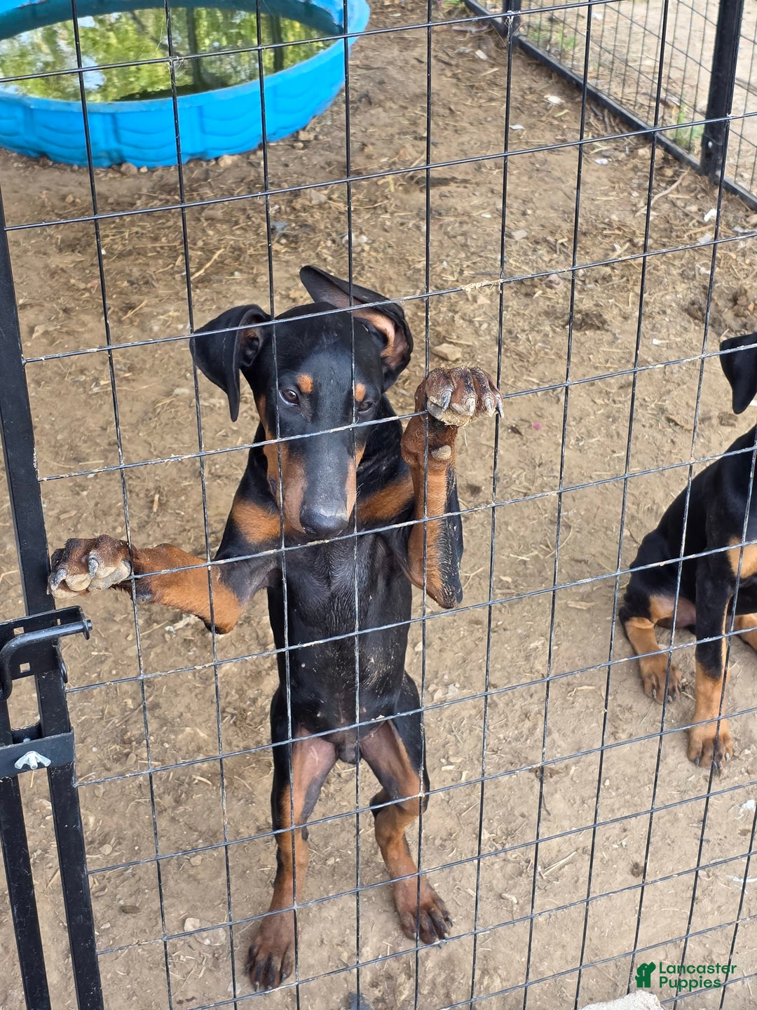 Doberman Pinscher dogs for sale: Doberman Pinscher 4 puppies - Image 2