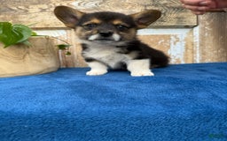 Welsh Corgi Pembroke dogs for sale: Chester - Image 2