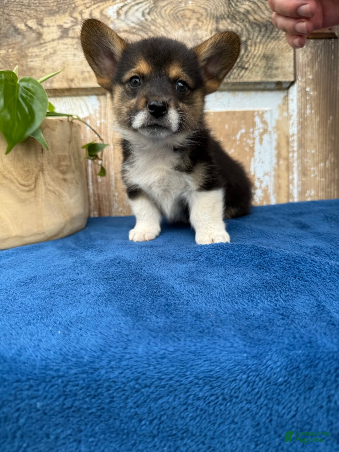 Welsh Corgi Pembroke dogs for sale: Chester - Image 2