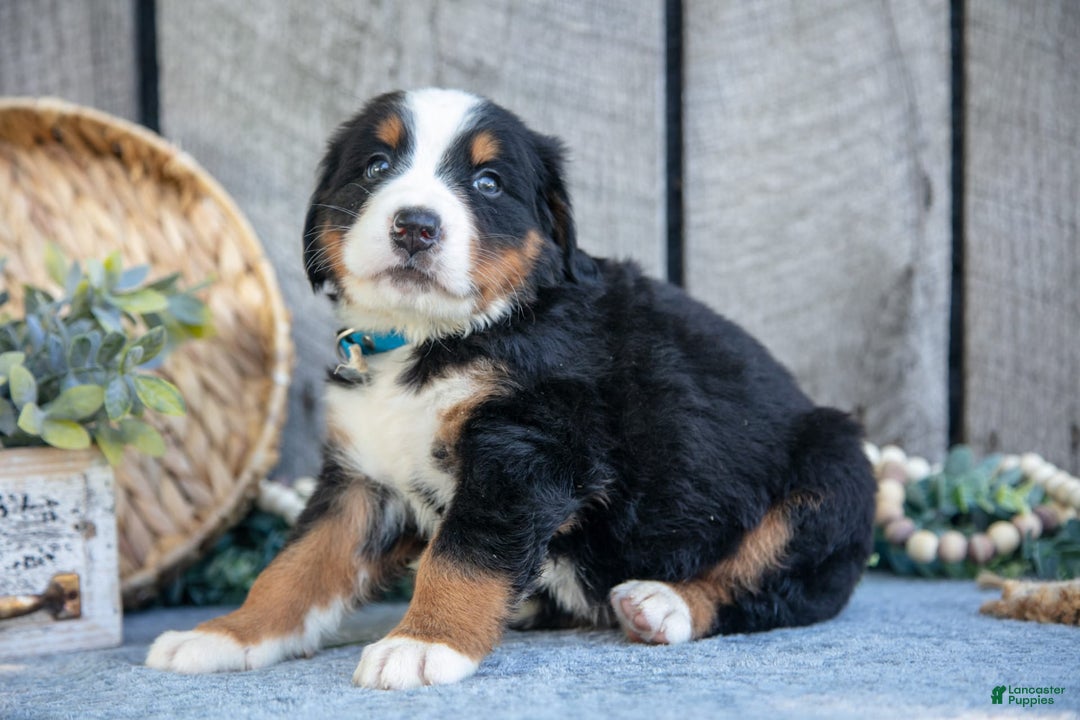 Bernese Mountain Dog dogs for sale: Blocks - Image 5
