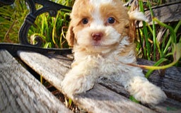 Havapoo dogs for sale: Jinga - Image 6