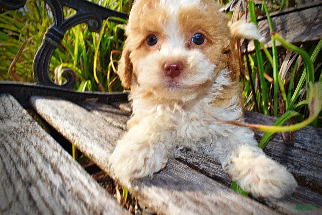 Havapoo dogs for sale: Jinga - Image 6