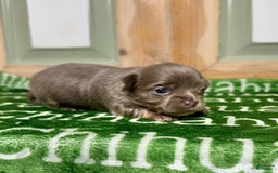 Chihuahua dogs for sale: Tobias Lavender Long Coat - Image 9