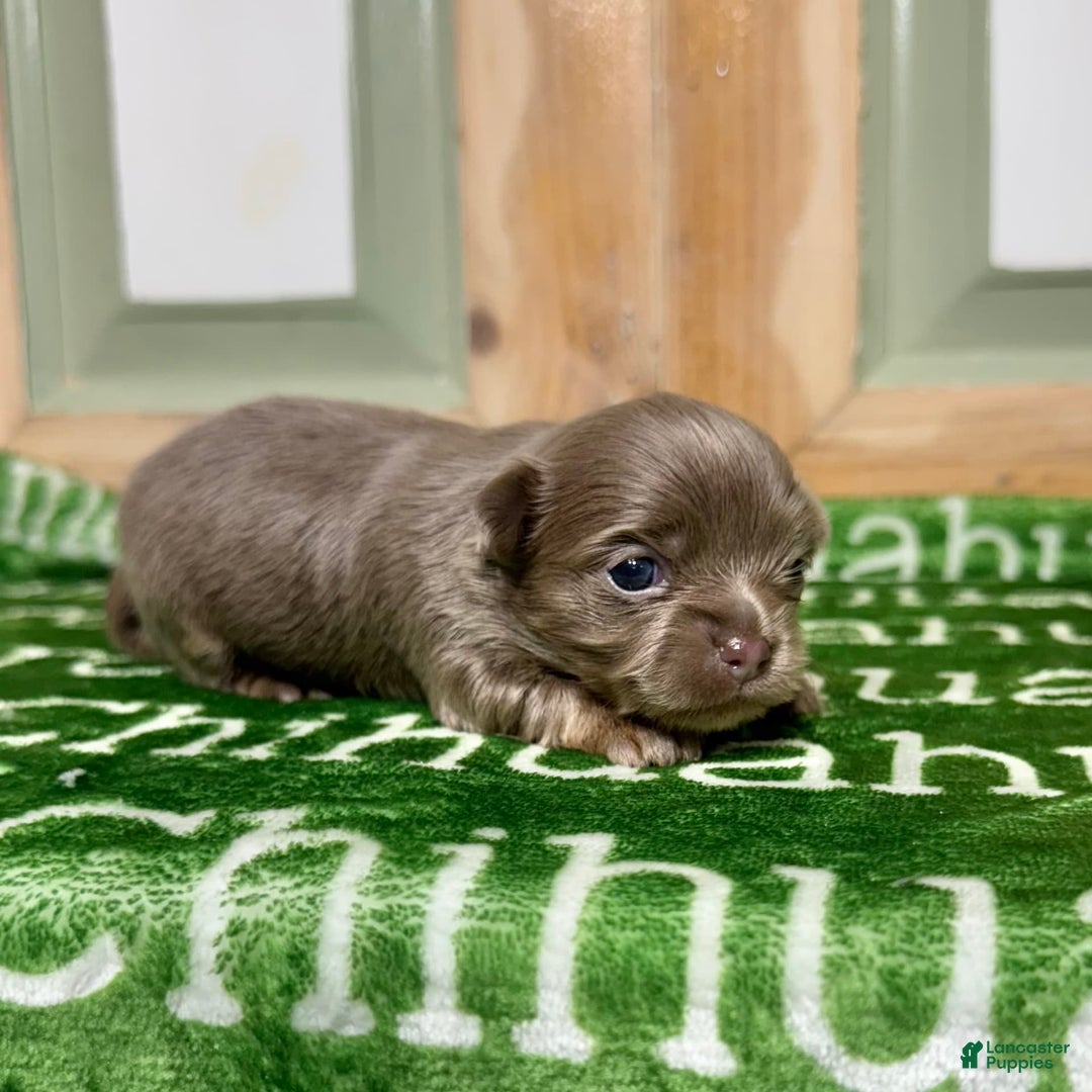Chihuahua dogs for sale: Tobias Lavender Long Coat - Image 9