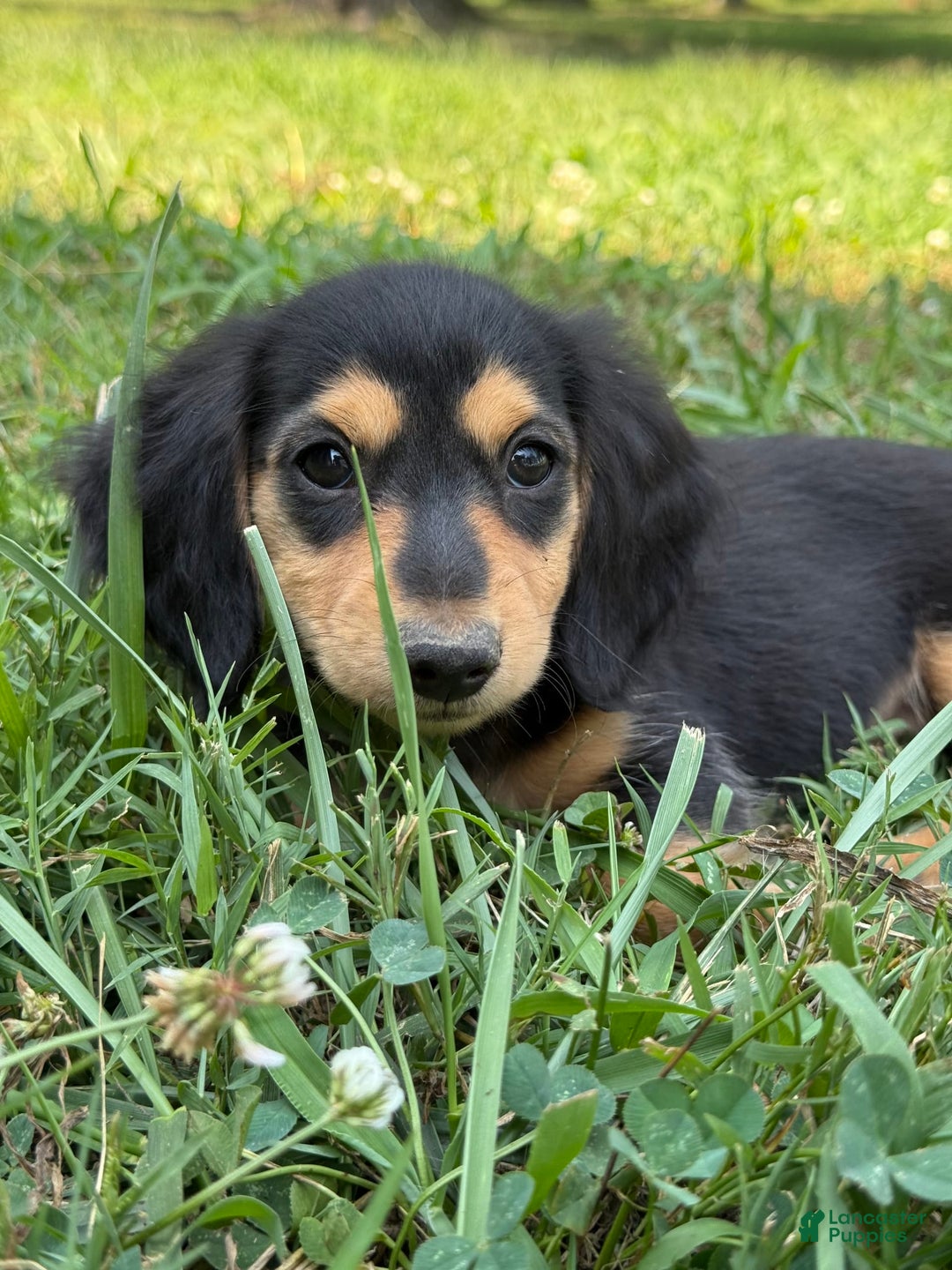 Miniature Dachshund dogs for sale: Luna - Image 3