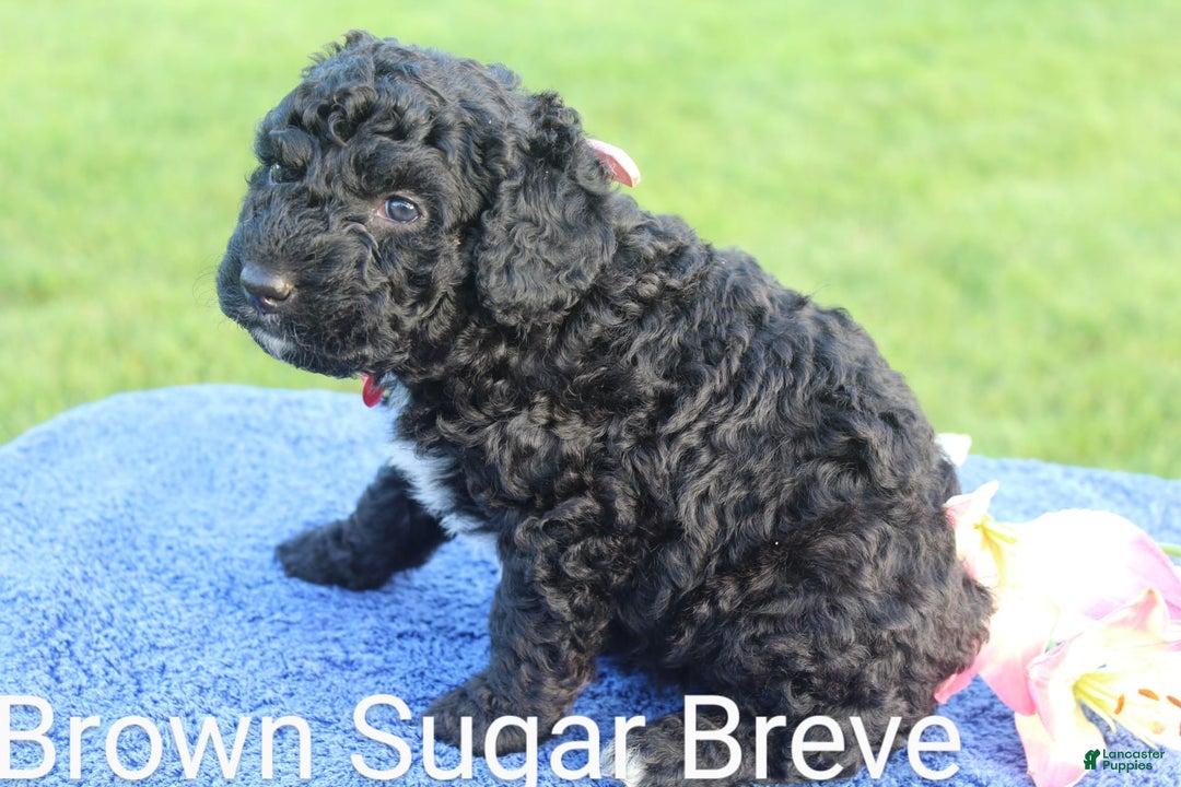 Spanish Water Dog dogs for sale: Maple Brown Sugar - Image 1