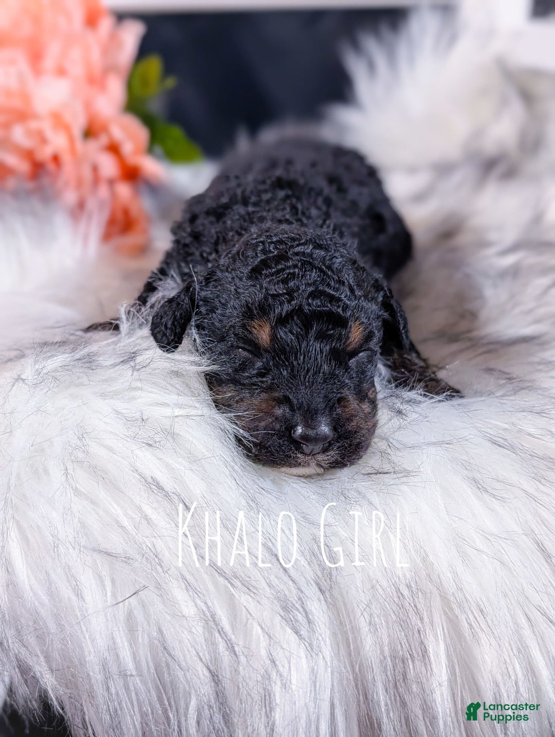 Mini Bernedoodle dogs for sale: Khalo - Image 3