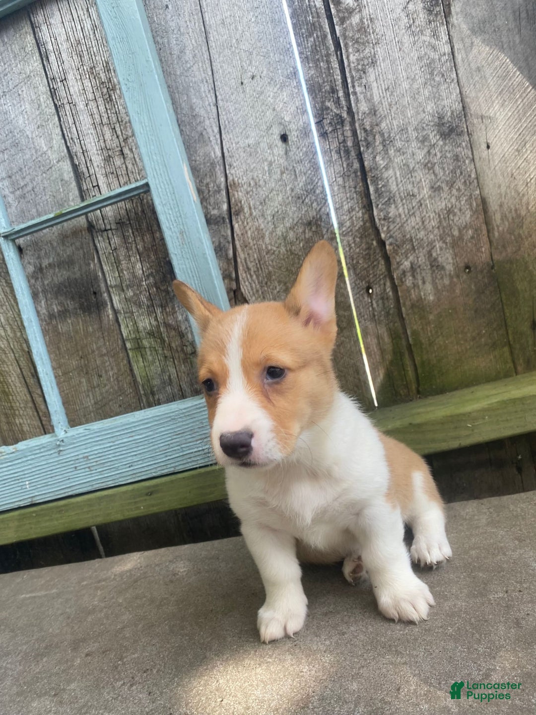 Welsh Corgi Pembroke dogs for sale: Lady - Image 10