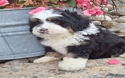 Mini Bernedoodle dogs for sale: Banjo - Image 6