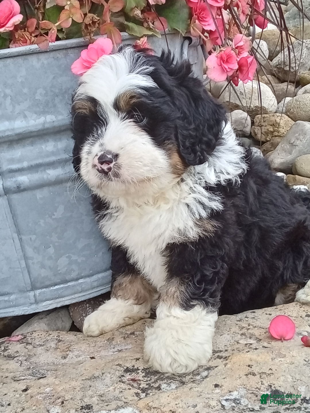 Mini Bernedoodle dogs for sale: Banjo - Image 6