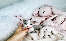 Chihuahua dogs for sale: Charles - Image 2
