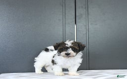 Miniature Poodle dogs for sale: Tucker Extra Small - Image 7