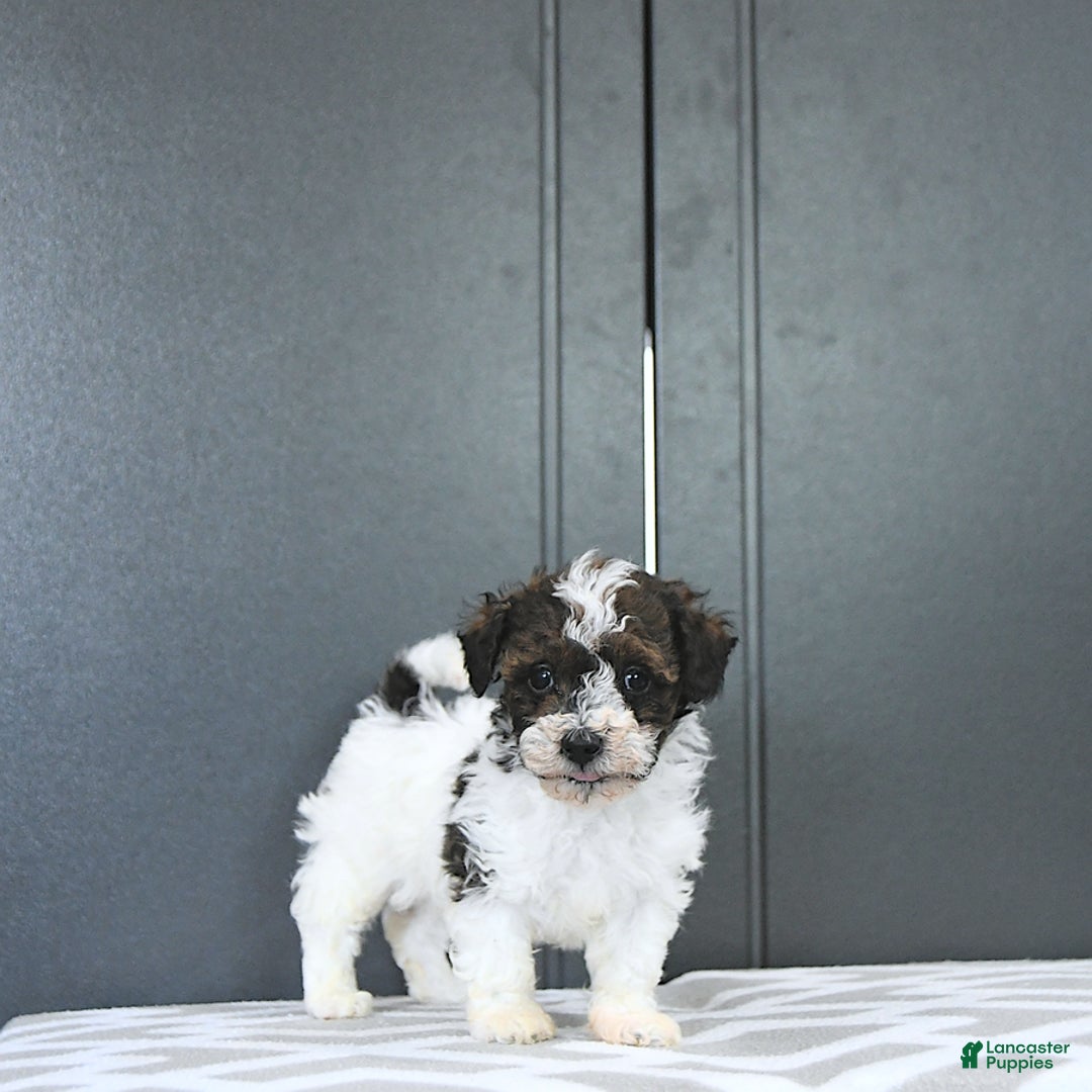 Miniature Poodle dogs for sale: Tucker Extra Small - Image 7