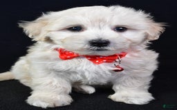 Maltipoo dogs for sale: Bruno - Image 7