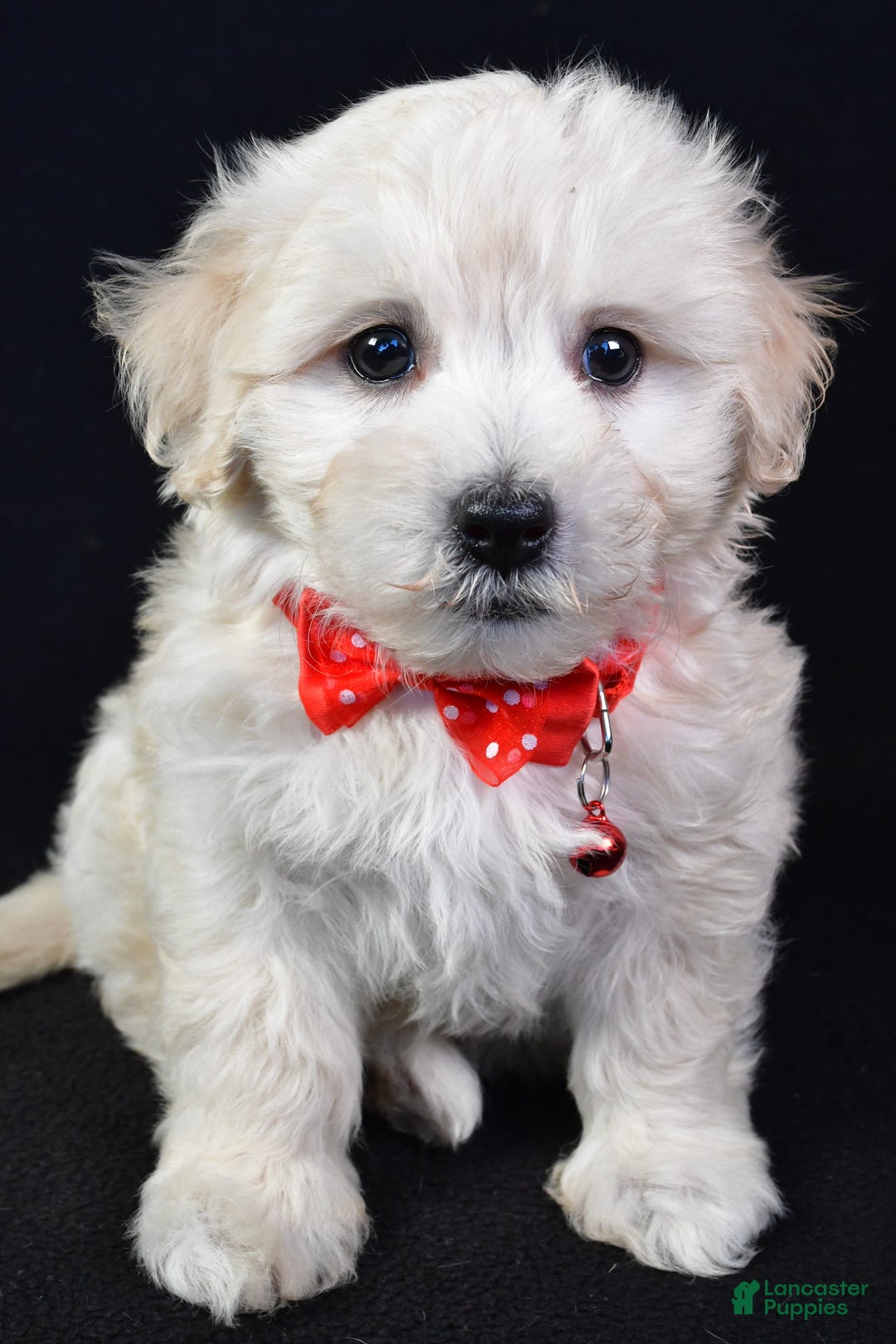 Maltipoo dogs for sale: Bruno - Image 7