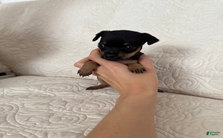 Russian Toy Terrier dogs - Advert 1