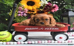 Cavalier King Charles Spaniel dogs for sale: Zander Blake - Image 10