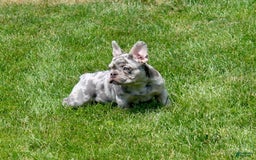 French Bulldog dogs for sale: Parker - Image 9