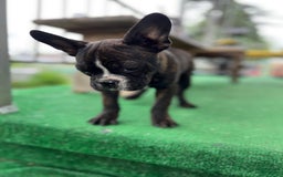 Frenchton dogs for sale: Scuttle - Image 3