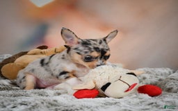 Chihuahua dogs for sale: Camila - Image 8