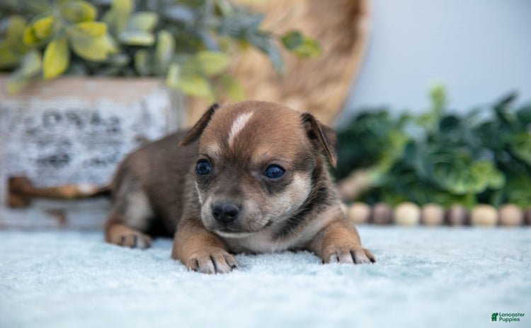 Chihuahua dogs for sale - Ad 3