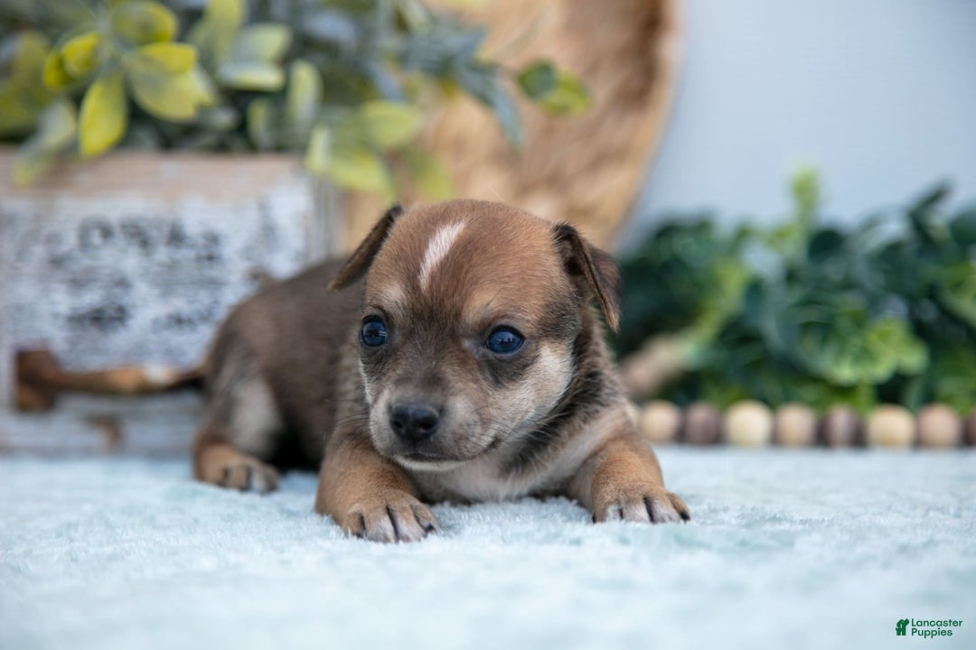 Chihuahua dogs for sale: Nitro - Image 1