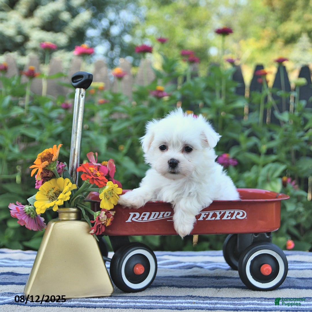 Maltese dogs for sale: Bert Extra Small - Image 2