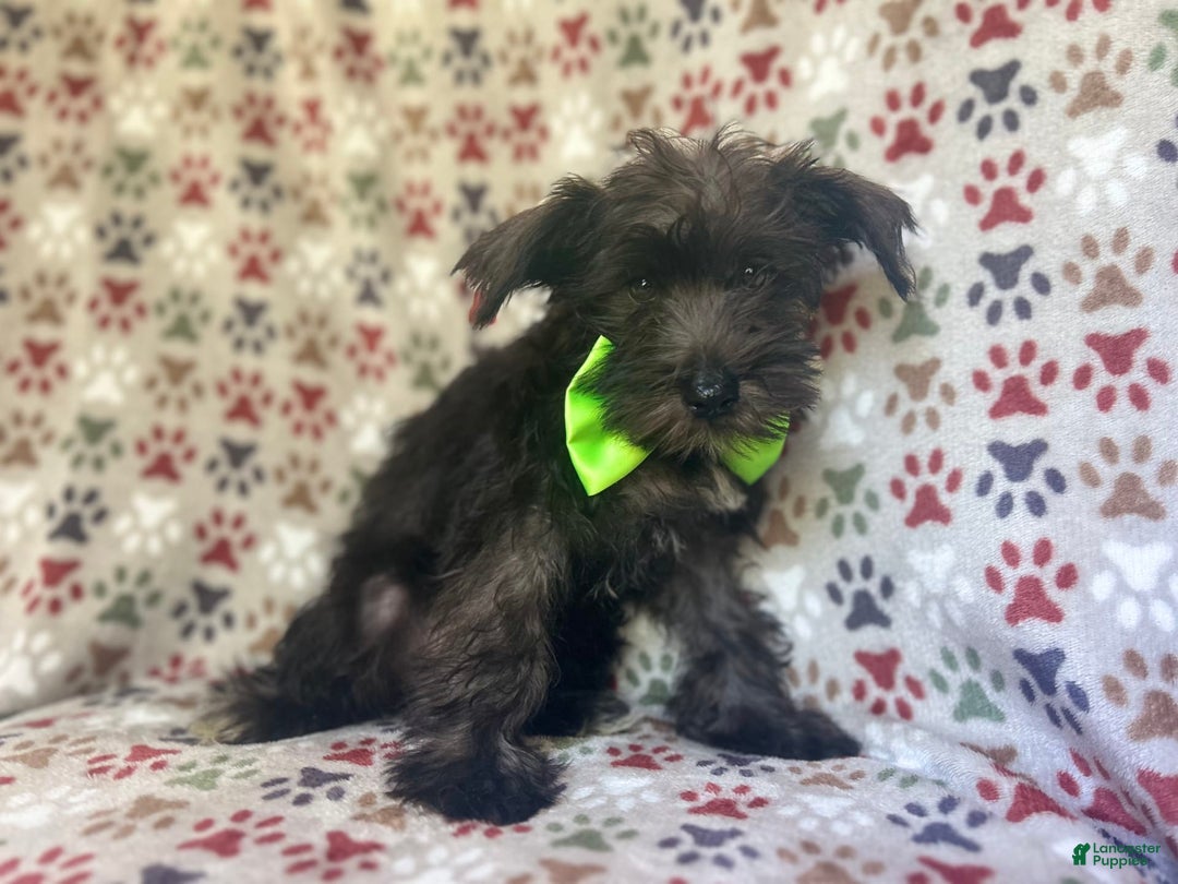 Miniature Schnauzer dogs for sale: Riot - Image 3