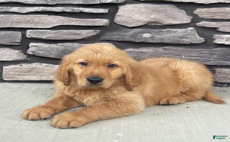 Golden Retriever dogs for sale - Ad 3