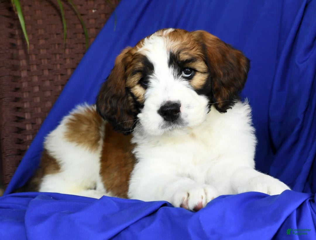 Saint Berdoodles dogs for sale: Diva - Image 7