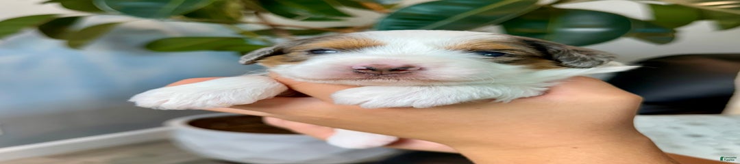 Cora