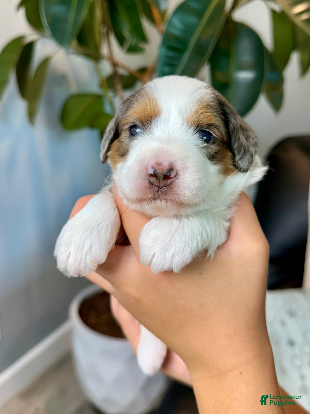 Mini Goldendoodle dogs for sale: Cora - Image 2