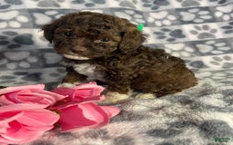 Toy Poodle dogs for sale: Gigi - Image 8