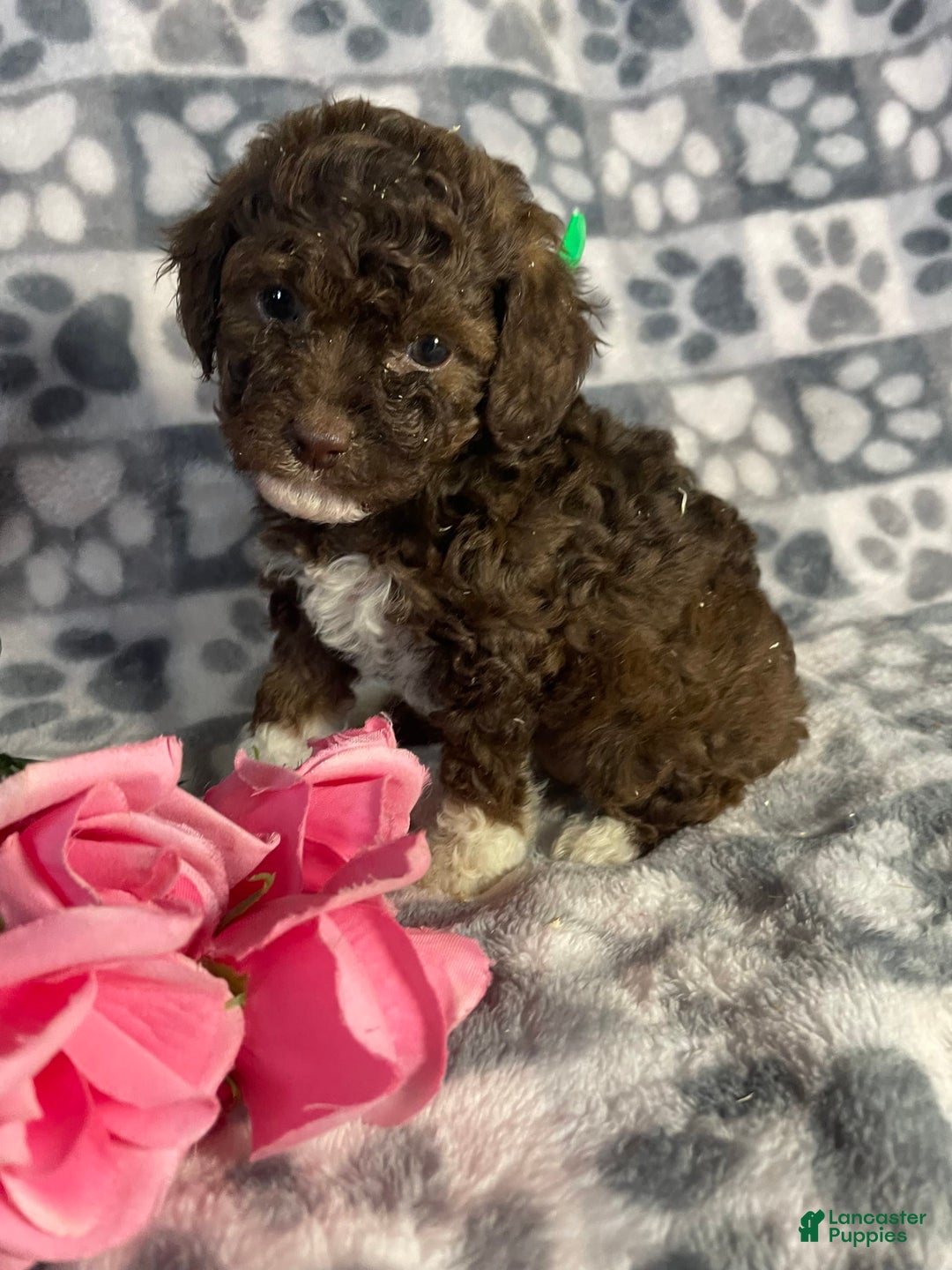 Toy Poodle dogs for sale: Gigi - Image 8