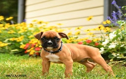 Boxer dogs for sale: Bicayne - Image 2