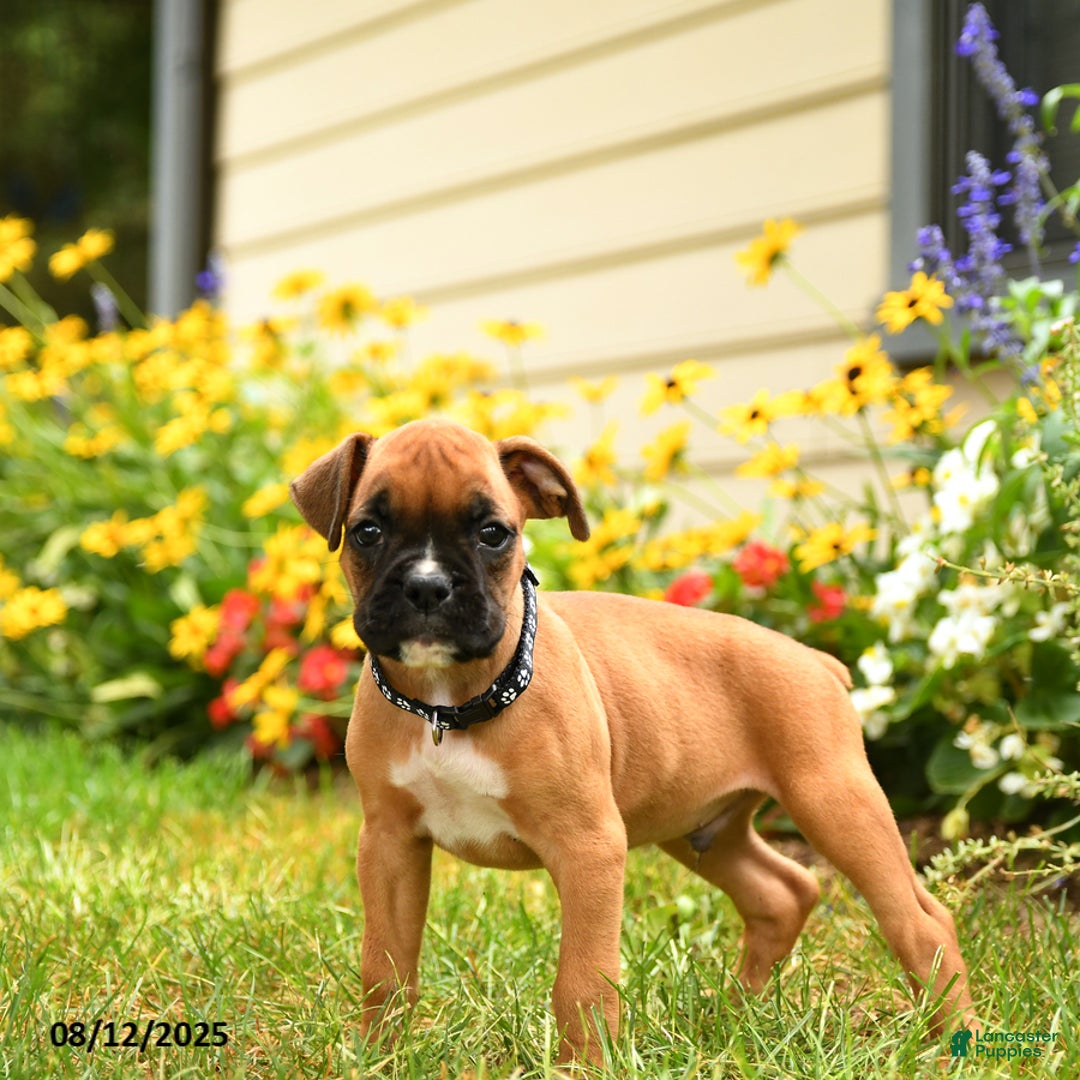 Boxer dogs for sale: Bicayne - Image 2
