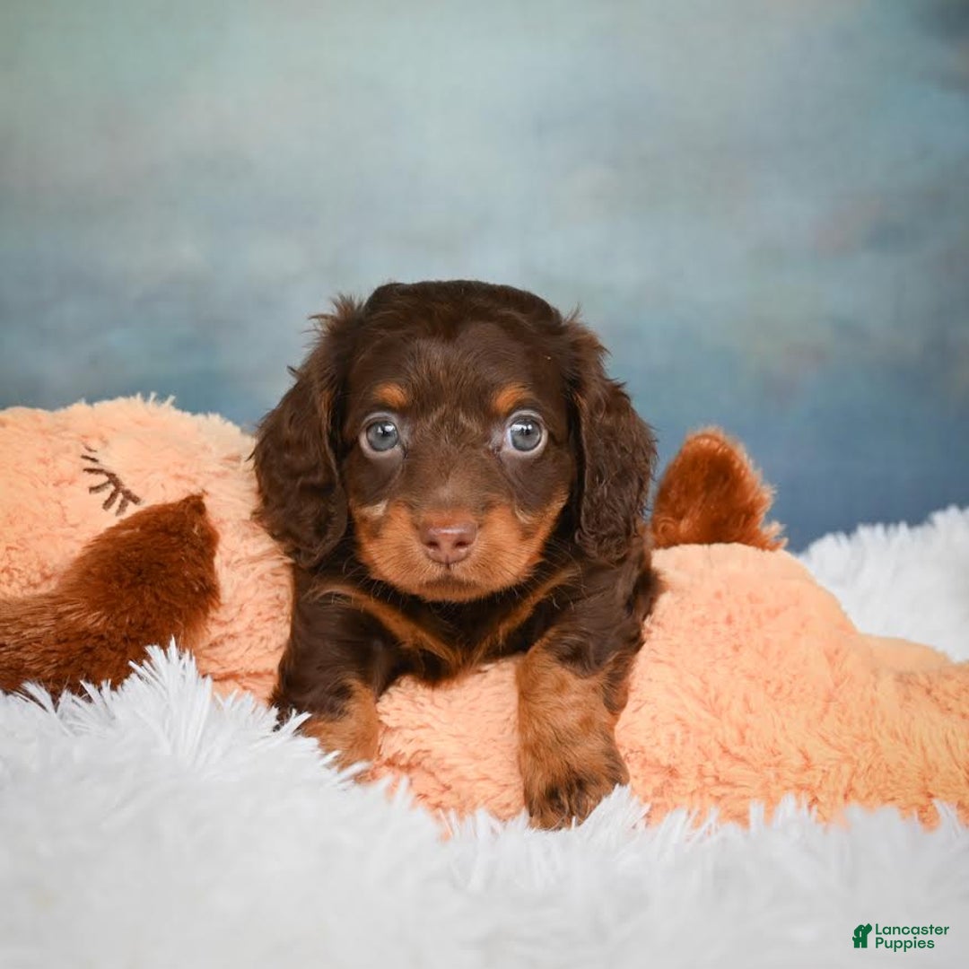 Miniature Dachshund dogs for sale: Benji - Image 11