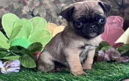 Pug dogs for sale: Chick - Image 1