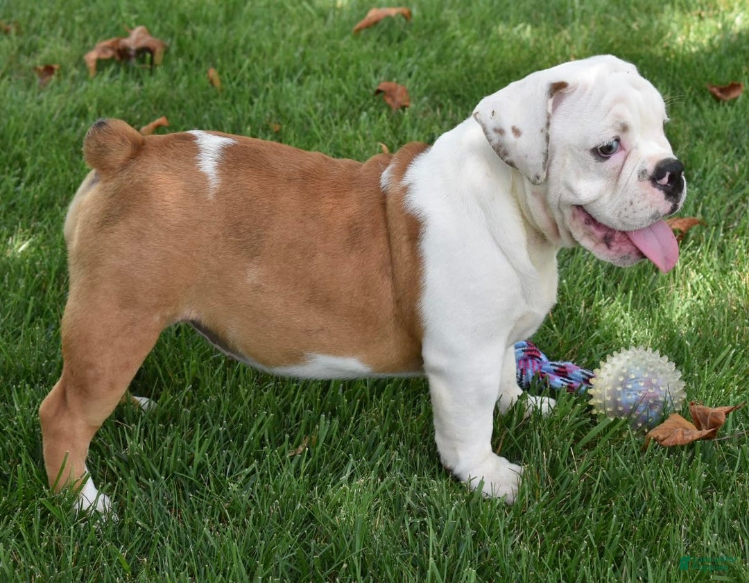 Beabull dogs for sale: Tessa - Image 9