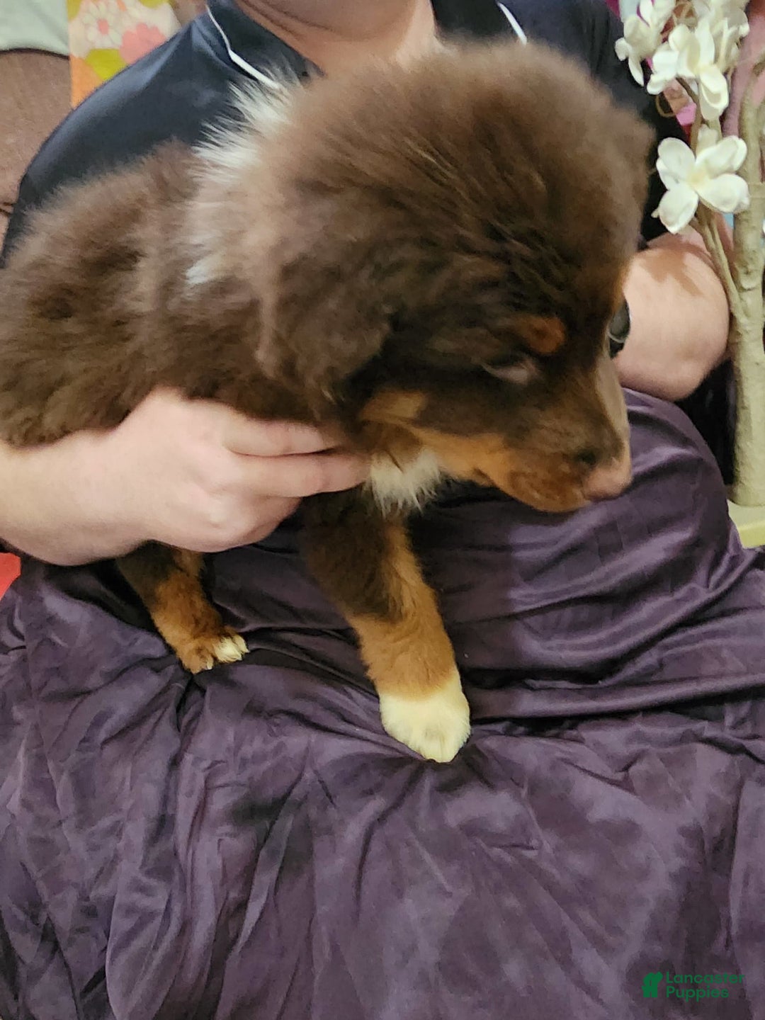 Australian Shepherd dogs for sale: Laura - Image 23