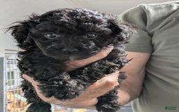 Toy Poodle dogs for sale: Koal - Image 1