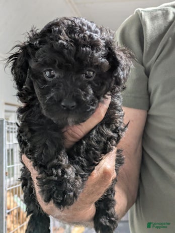Toy Poodle dogs for sale - Ad 1