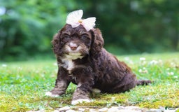 Cockapoo dogs for sale: Precious - Image 22