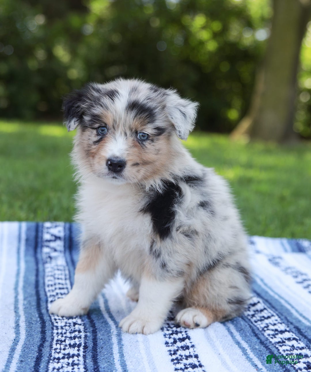 Australian Shepherd dogs for sale: Georgia - Image 7