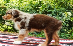 Australian Shepherd dogs for sale: Mikey - Image 5