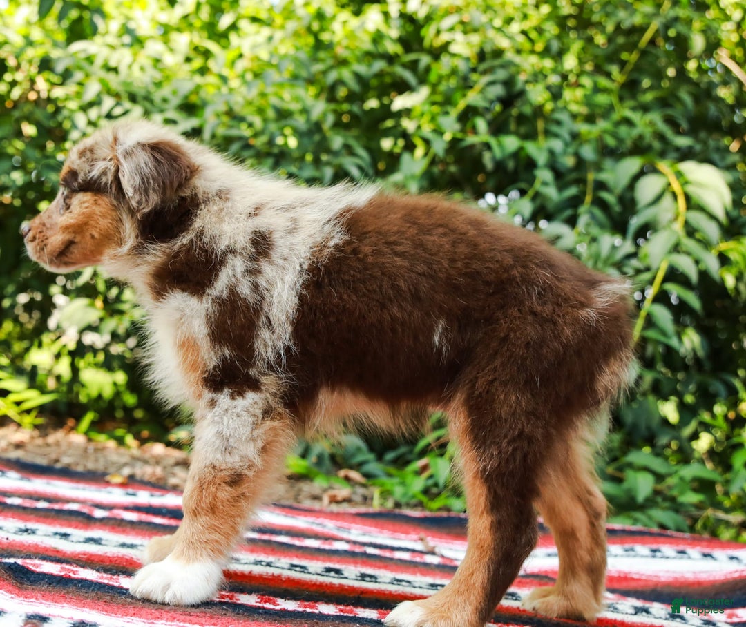 Australian Shepherd dogs for sale: Mikey - Image 5