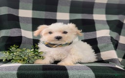 Maltese dogs for sale: Gus - Image 6