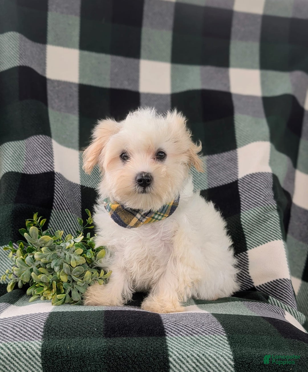 Maltese dogs for sale: Gus - Image 6